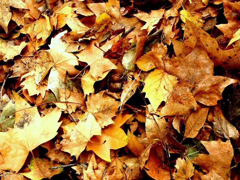 Otoño de poesía