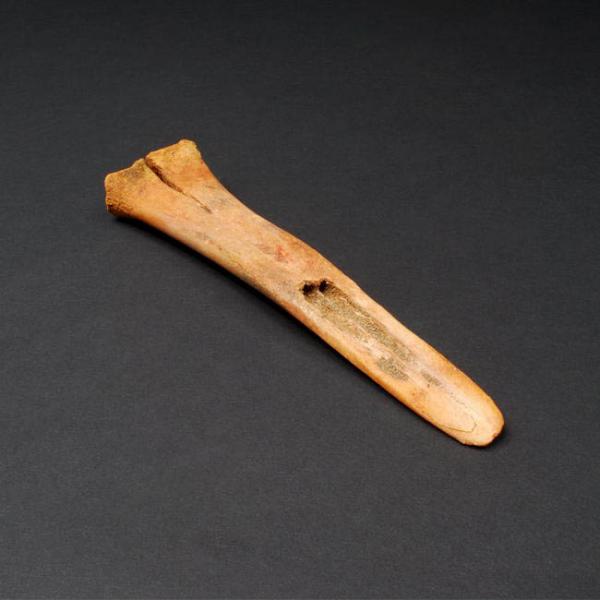 Desconchador de hueso de camélido